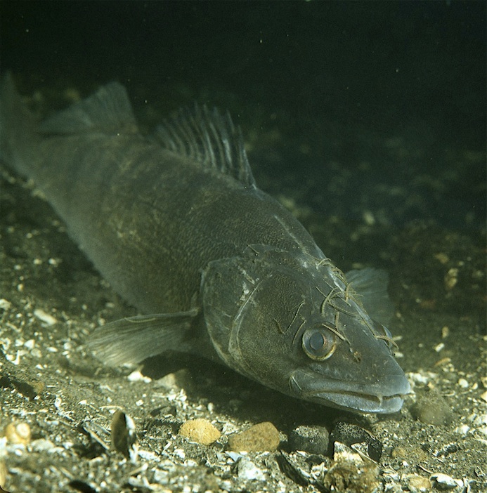 Zander